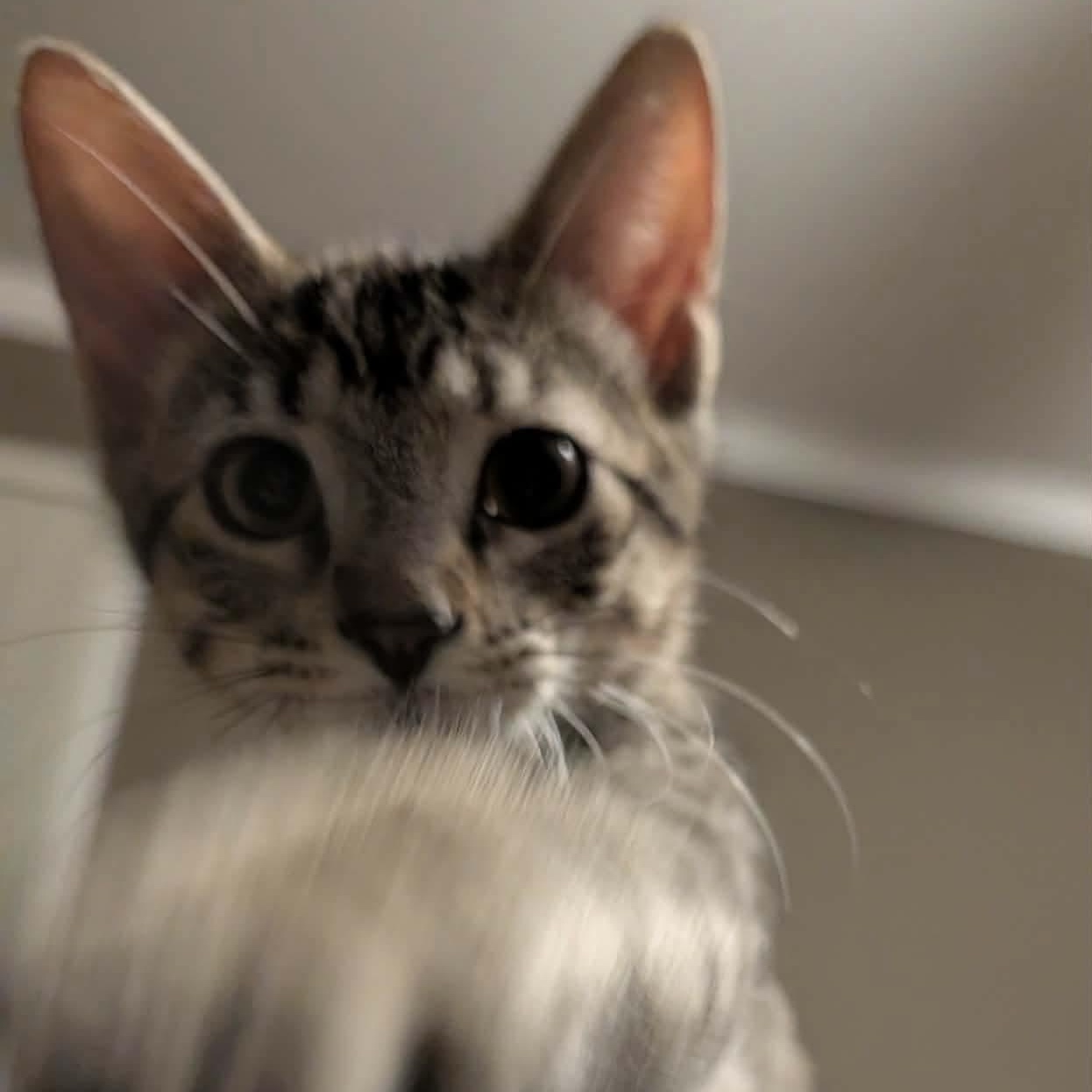 Hooligan, a ADOPTABLE Domestic Short Hair in Memphis, TN image 6/6