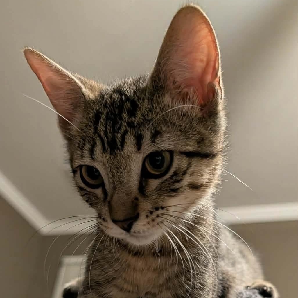 Hooligan, a ADOPTABLE Domestic Short Hair in Memphis, TN image 5/6