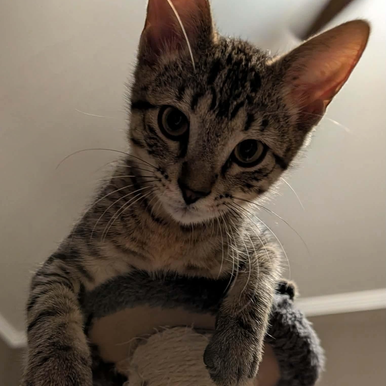 Hooligan, ADOPTABLE, Kitten Male Domestic Short Hair.