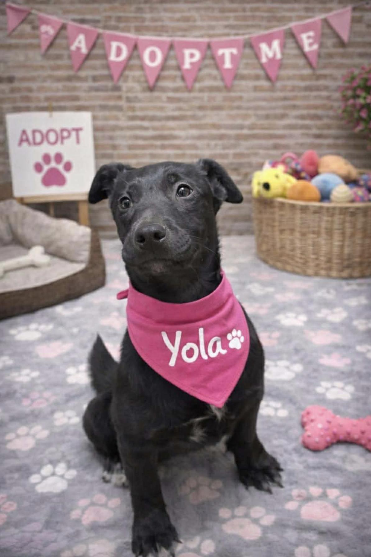 Yola — thumbnail 2