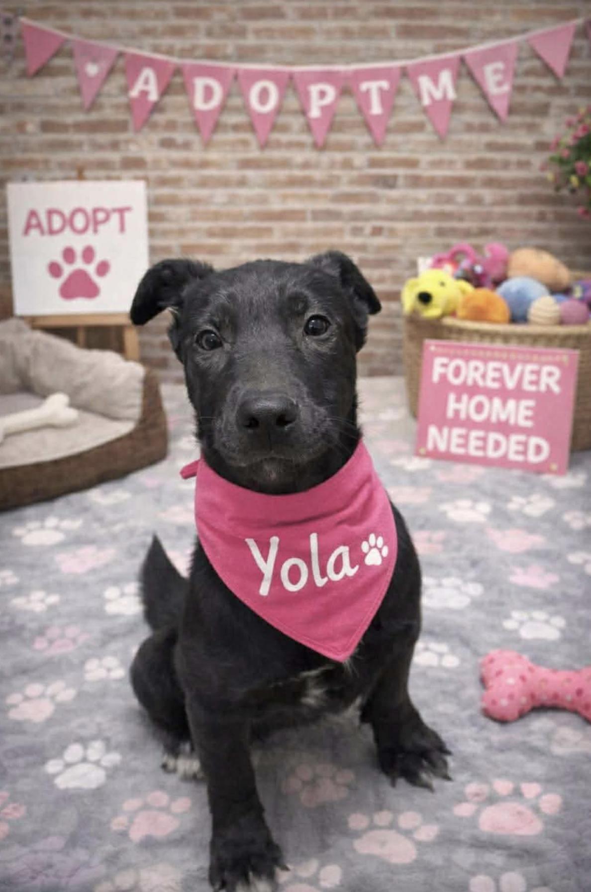 Yola — thumbnail 4