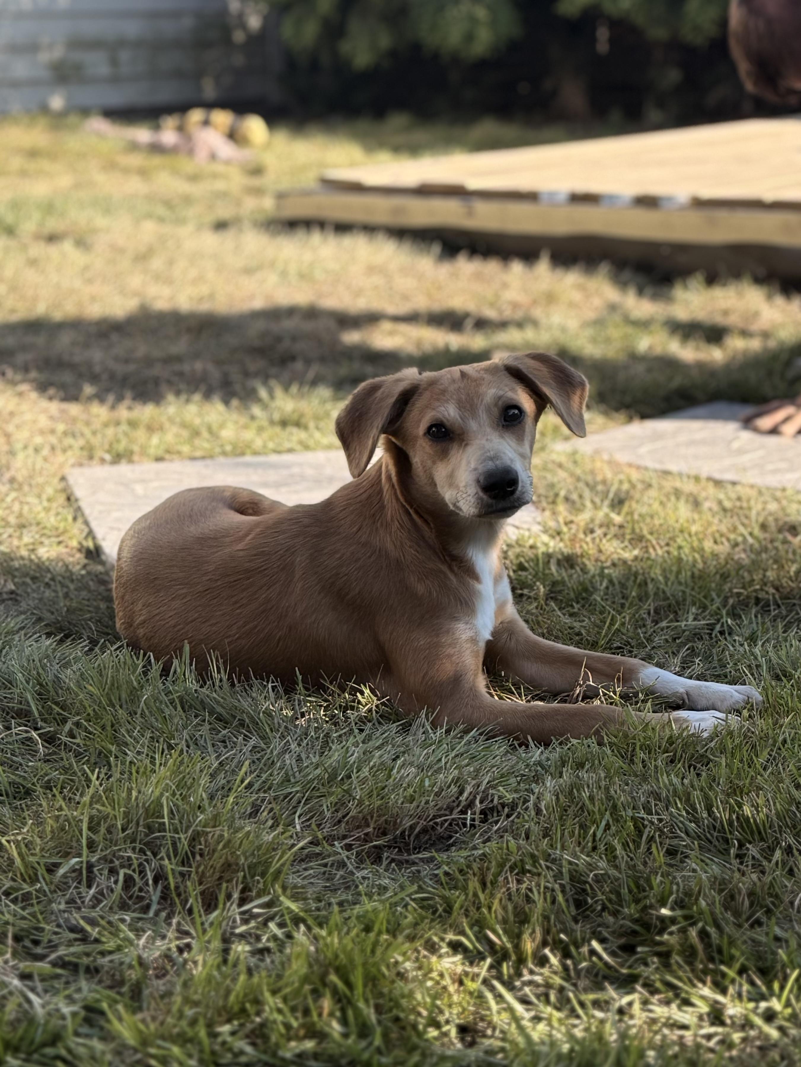 Enlarge Malloy, an adopted mixed breed in Albany, NY image 6/6