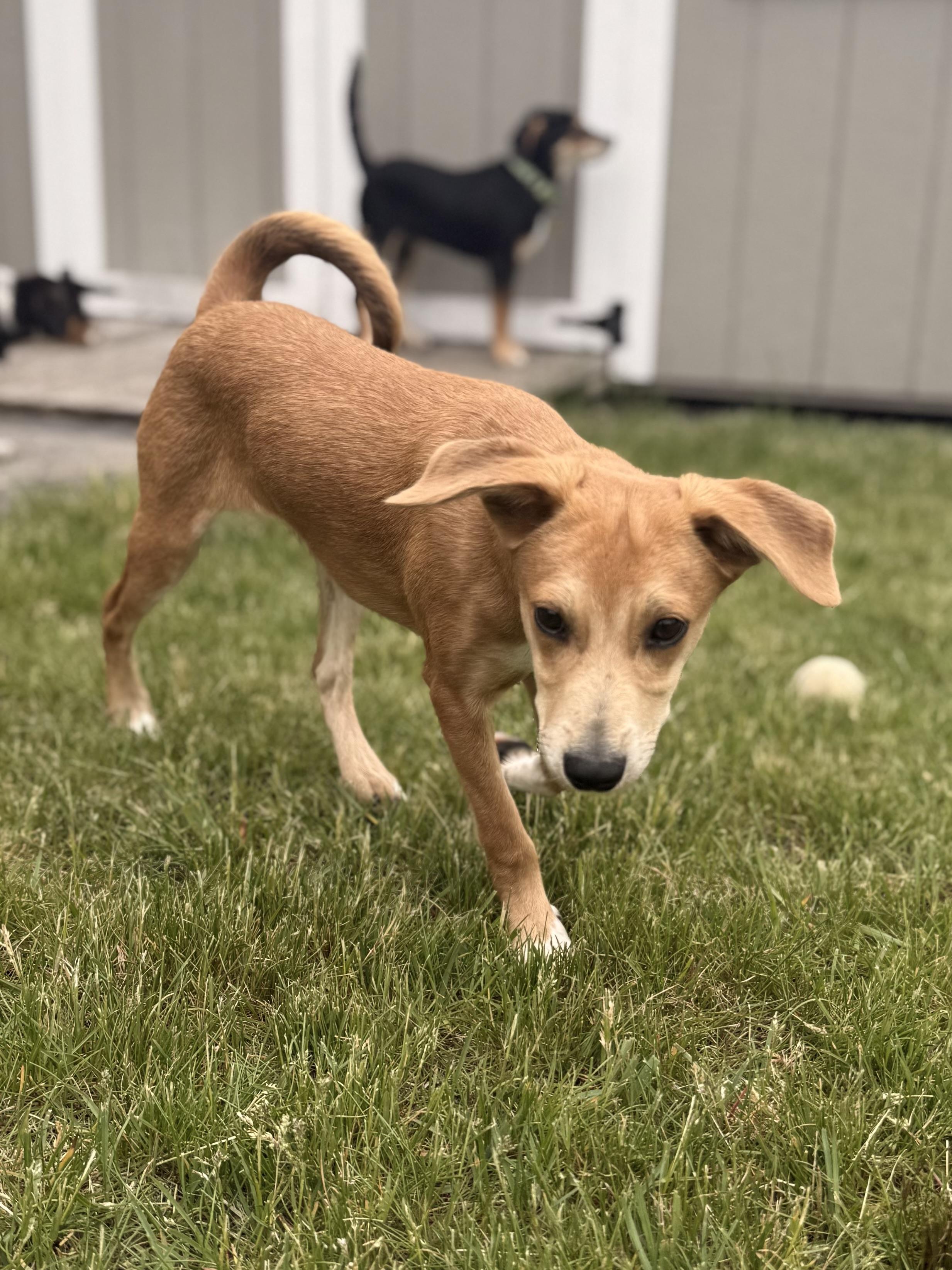 Enlarge Malloy, an adopted mixed breed in Albany, NY image 3/6