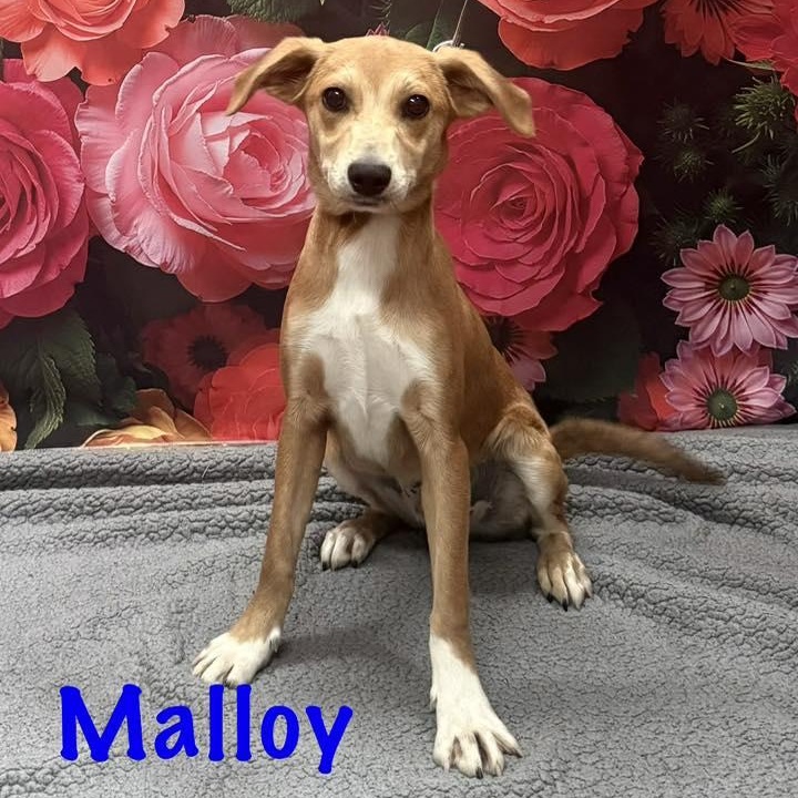 Enlarge Malloy, an adopted mixed breed in Albany, NY image 1/6