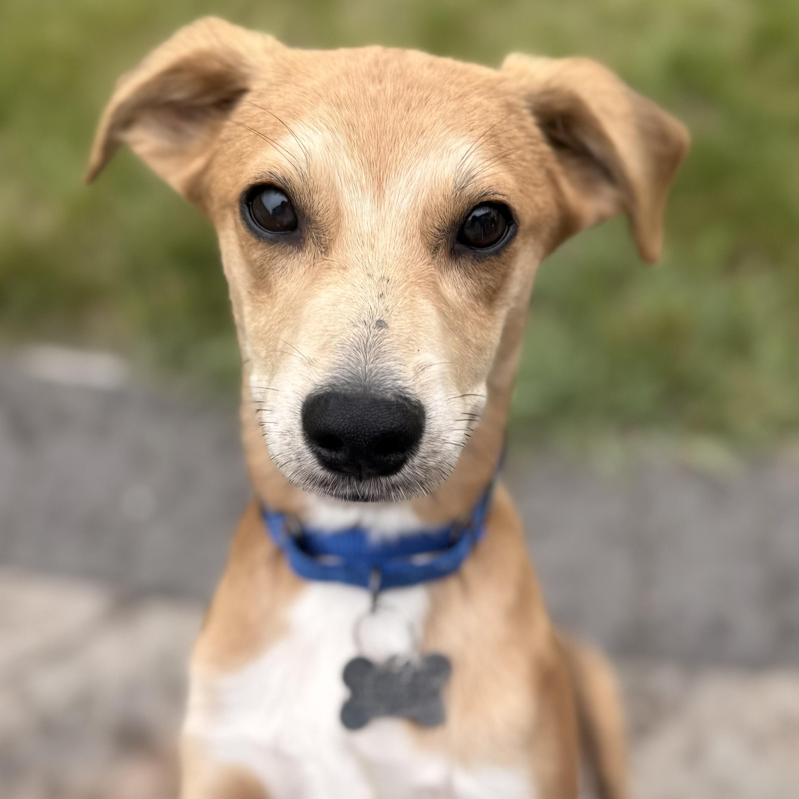Enlarge Malloy, an adopted mixed breed in Albany, NY image 2/6