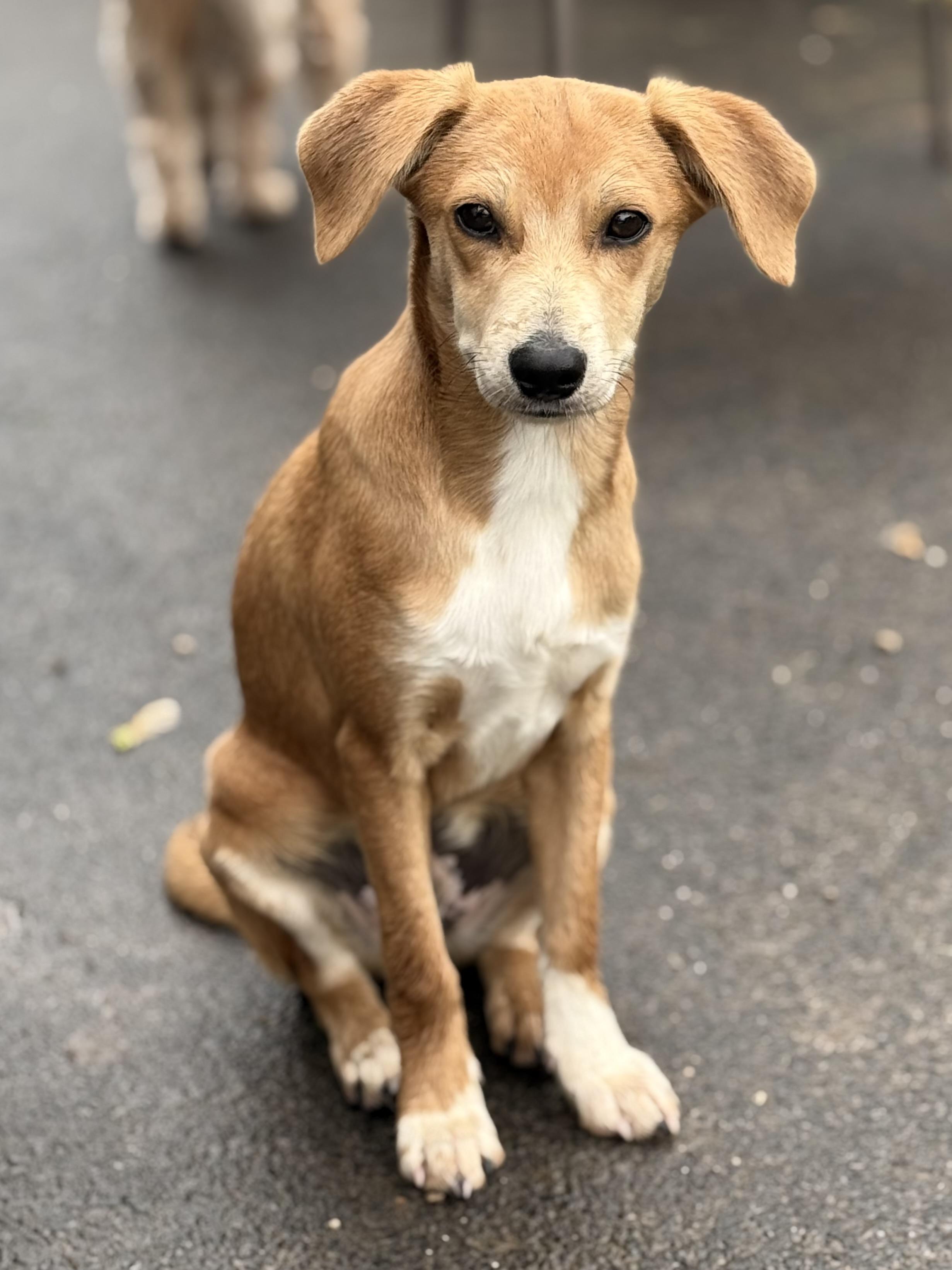 Enlarge Malloy, an adopted mixed breed in Albany, NY image 4/6