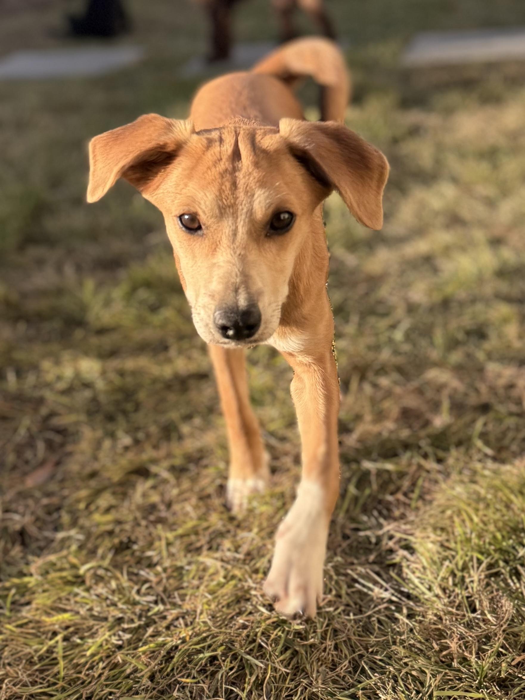 Enlarge Malloy, an adopted mixed breed in Albany, NY image 5/6