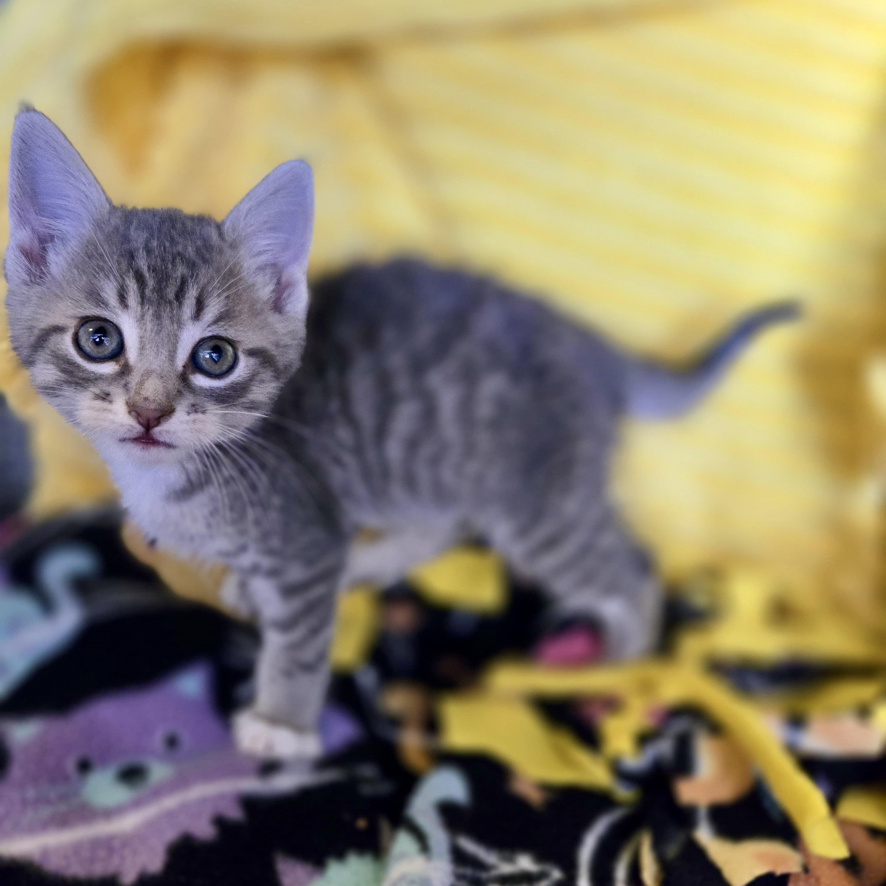 Sox, an adopted American Shorthair in Boca Raton, FL image 3/3