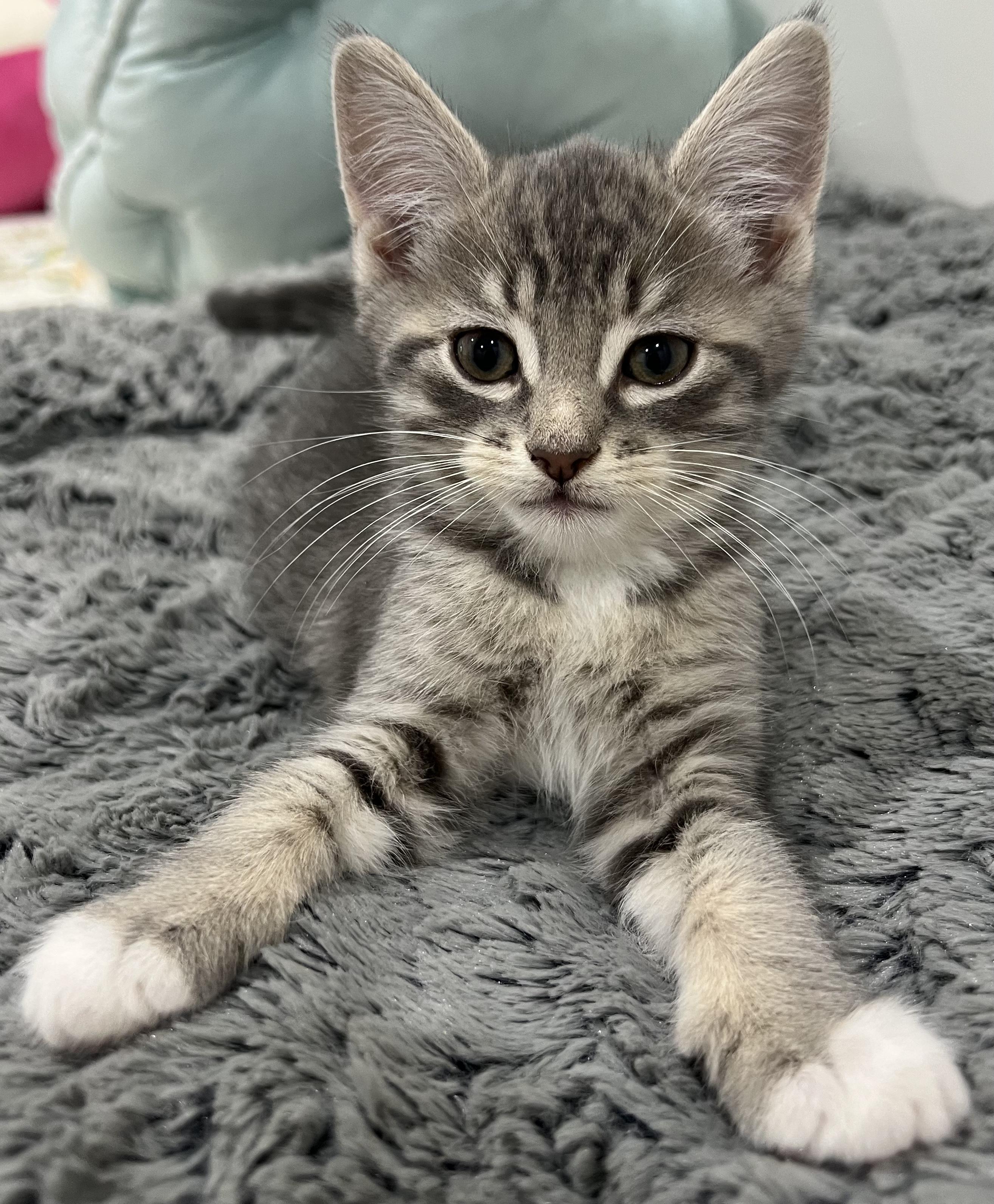 Sox, an adopted American Shorthair in Boca Raton, FL image 2/3