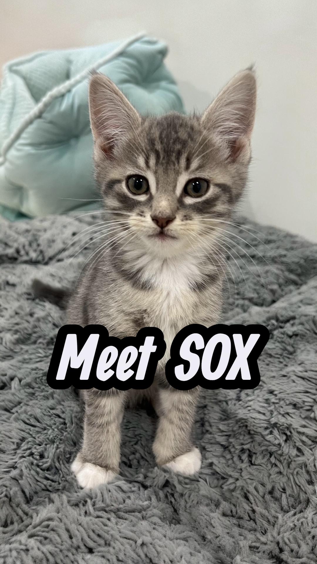 Sox, an adopted American Shorthair in Boca Raton, FL image 1/3