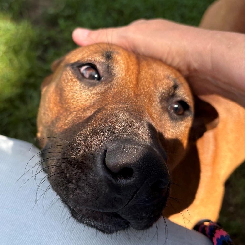 Hennessy, Adoptable, Young Female Mixed Breed & Mixed Breed.