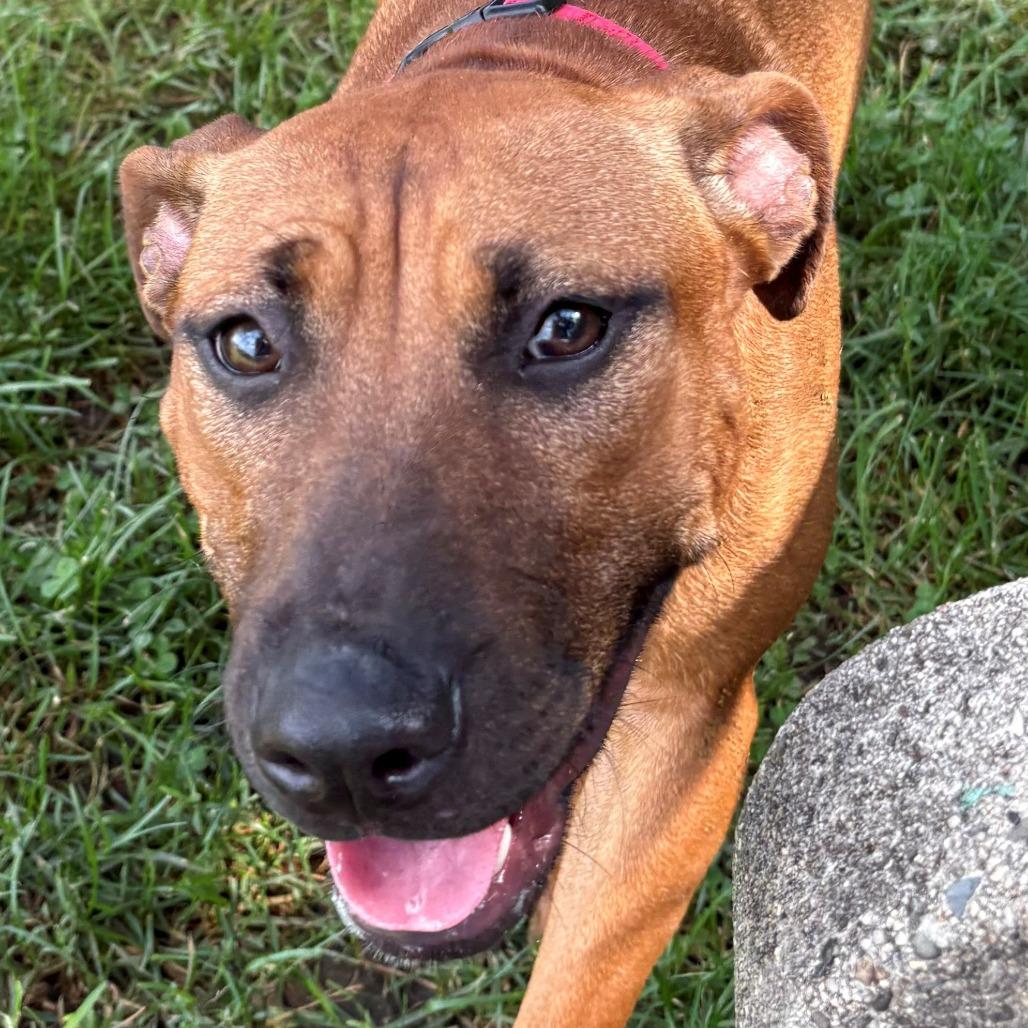 Enlarge Hennessy, a Adoptable mixed breed in East Hanover, NJ image 2/6