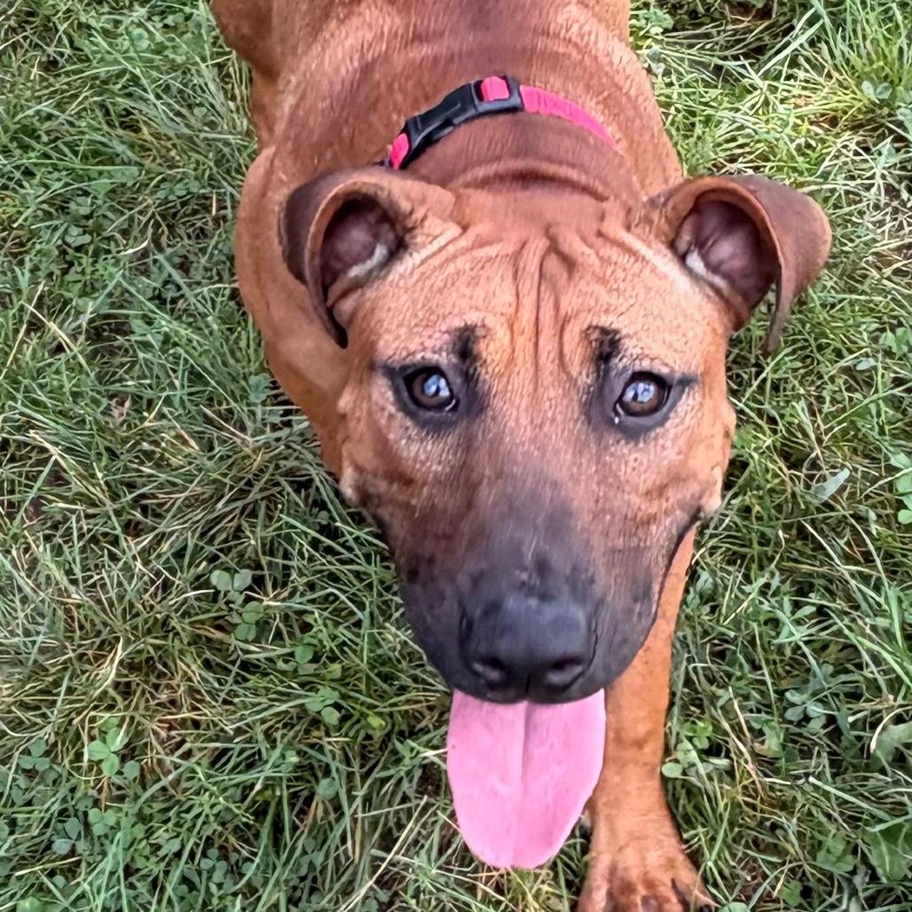 Enlarge Hennessy, a Adoptable mixed breed in East Hanover, NJ image 3/6