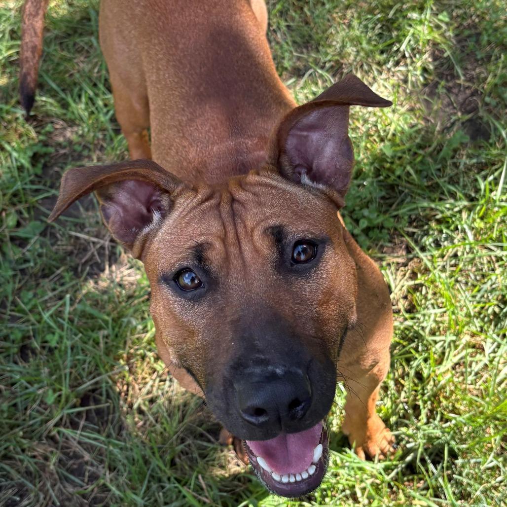 Enlarge Hennessy, a Adoptable mixed breed in East Hanover, NJ image 4/6
