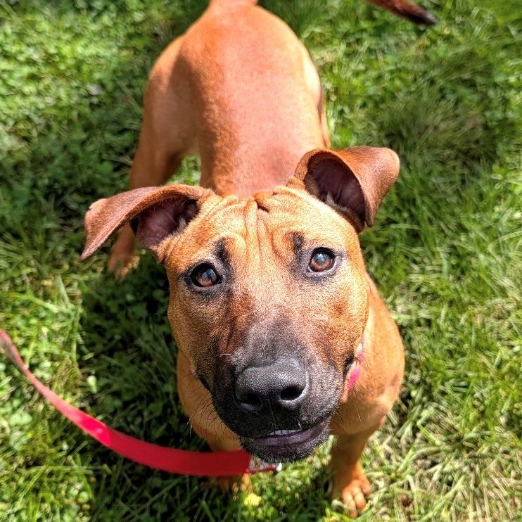 Enlarge Hennessy, a Adoptable mixed breed in East Hanover, NJ image 5/6
