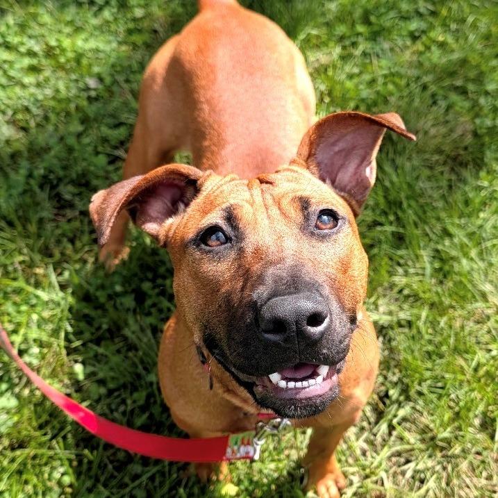 Enlarge Hennessy, a Adoptable mixed breed in East Hanover, NJ image 6/6