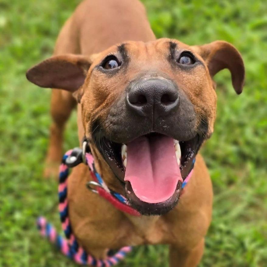 Enlarge Hennessy, a Adoptable mixed breed in East Hanover, NJ image 6/6