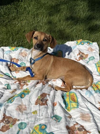 Scrappy-Doo, Adoptable, Puppy Male Mixed Breed & Mixed Breed.