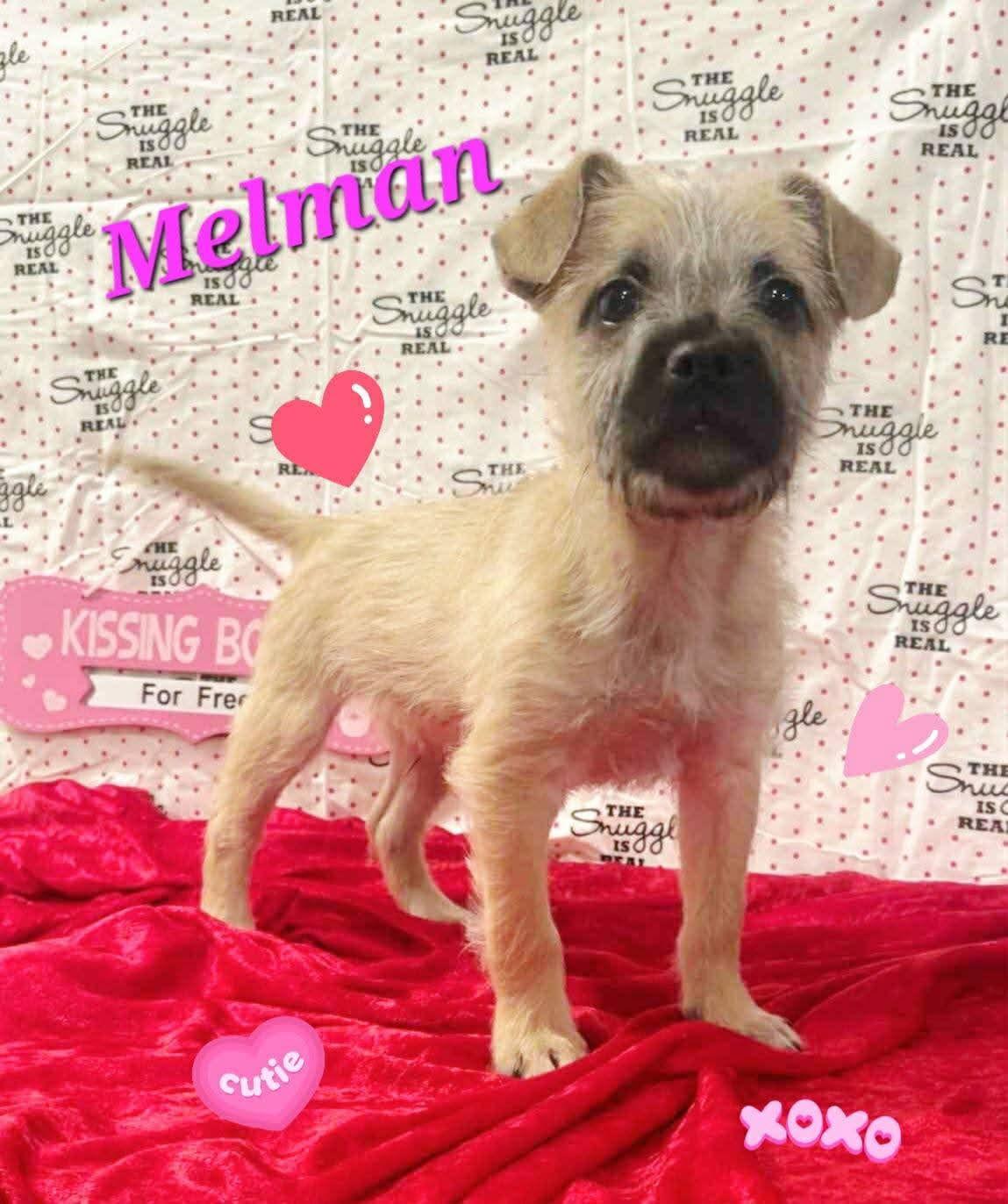 Enlarge Melman, a Adopted Terrier in Modesto, CA image 1/1