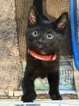 Mike Wazowski, ADOPTABLE, Kitten Male Domestic Short Hair.