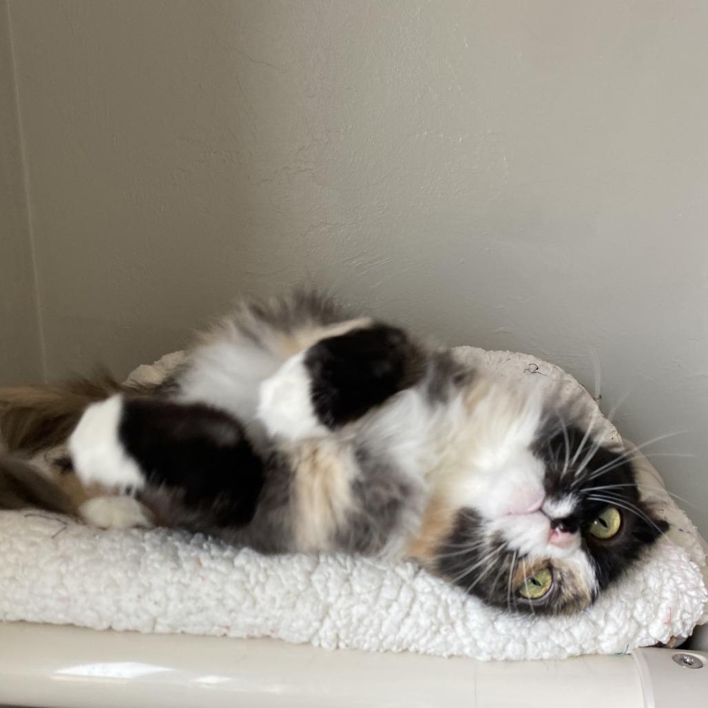 Lady Gaga, a Adoptable Domestic Long Hair in Ponca City, OK image 1/6