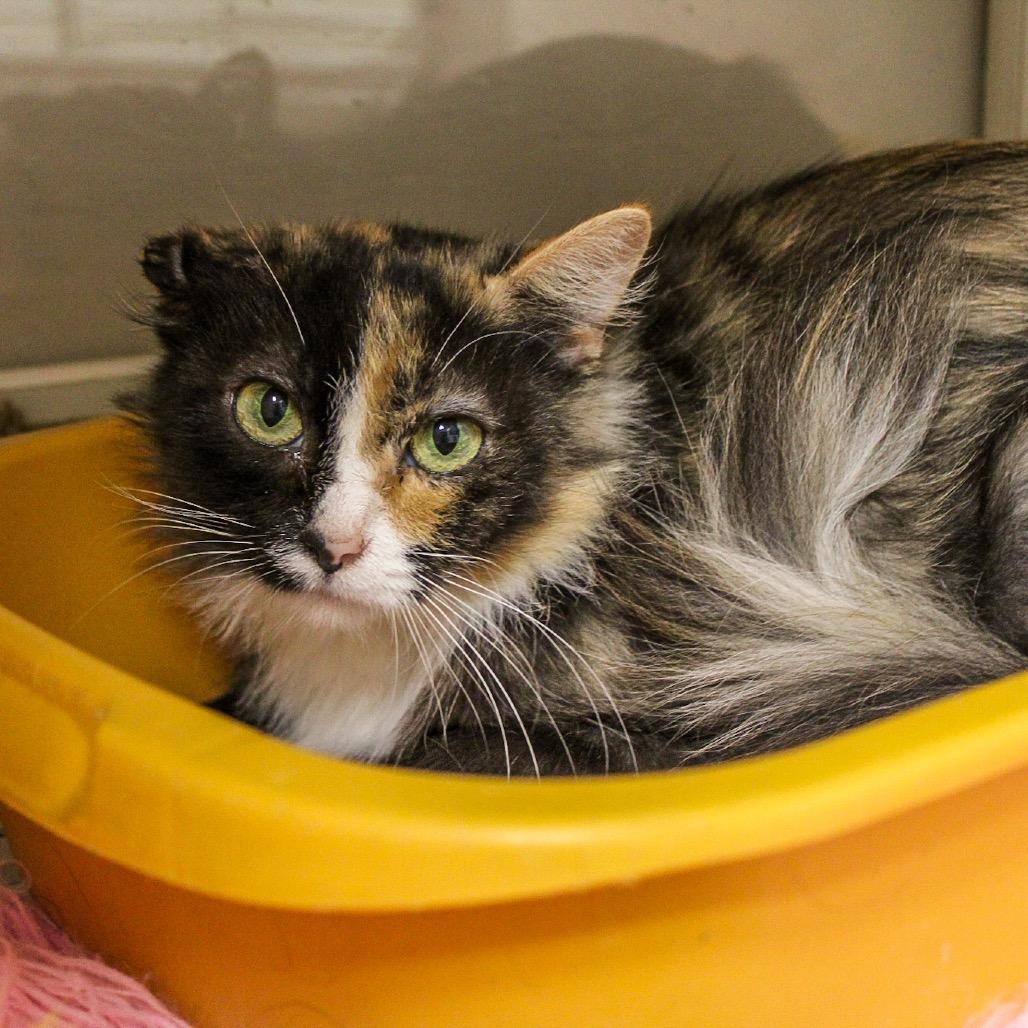 Lady Gaga, a Adoptable Domestic Long Hair in Ponca City, OK image 2/6