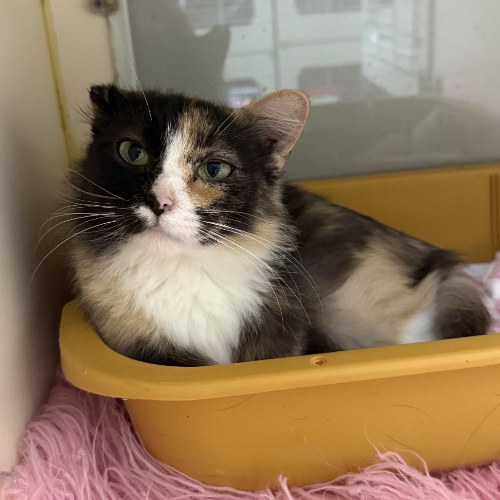 Lady Gaga, a Adoptable Domestic Long Hair in Ponca City, OK image 3/6