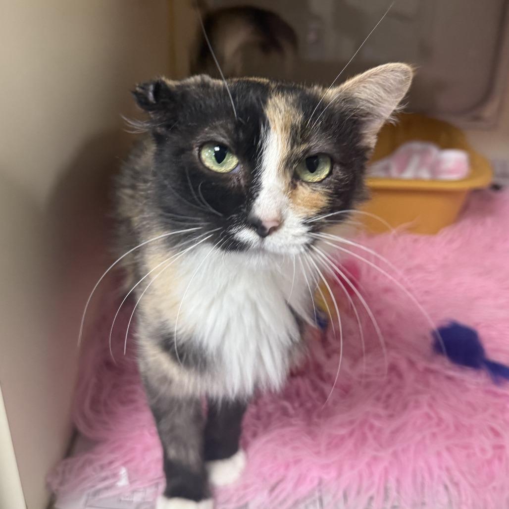 Lady Gaga, a Adoptable Domestic Long Hair in Ponca City, OK image 4/6