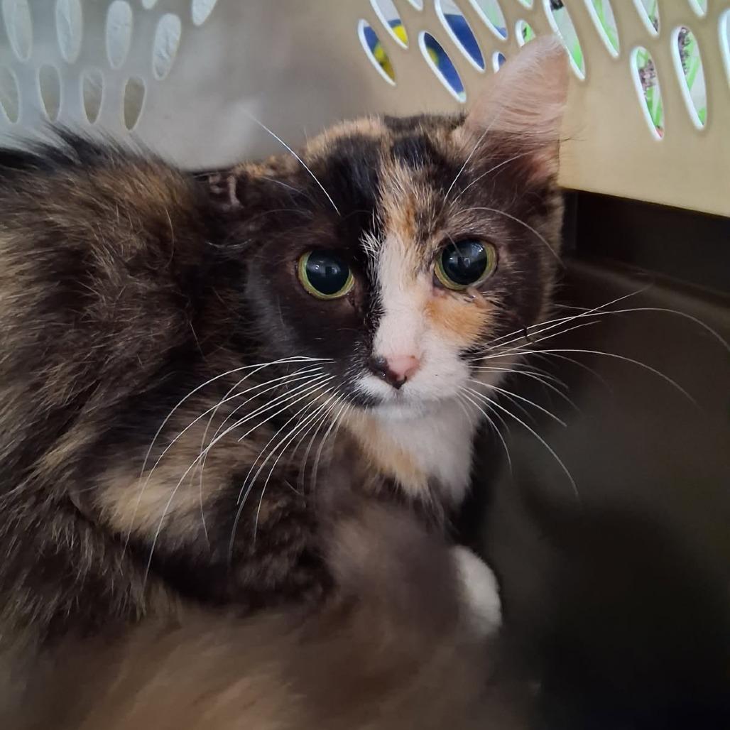 Lady Gaga, a Adoptable Domestic Long Hair in Ponca City, OK image 5/6