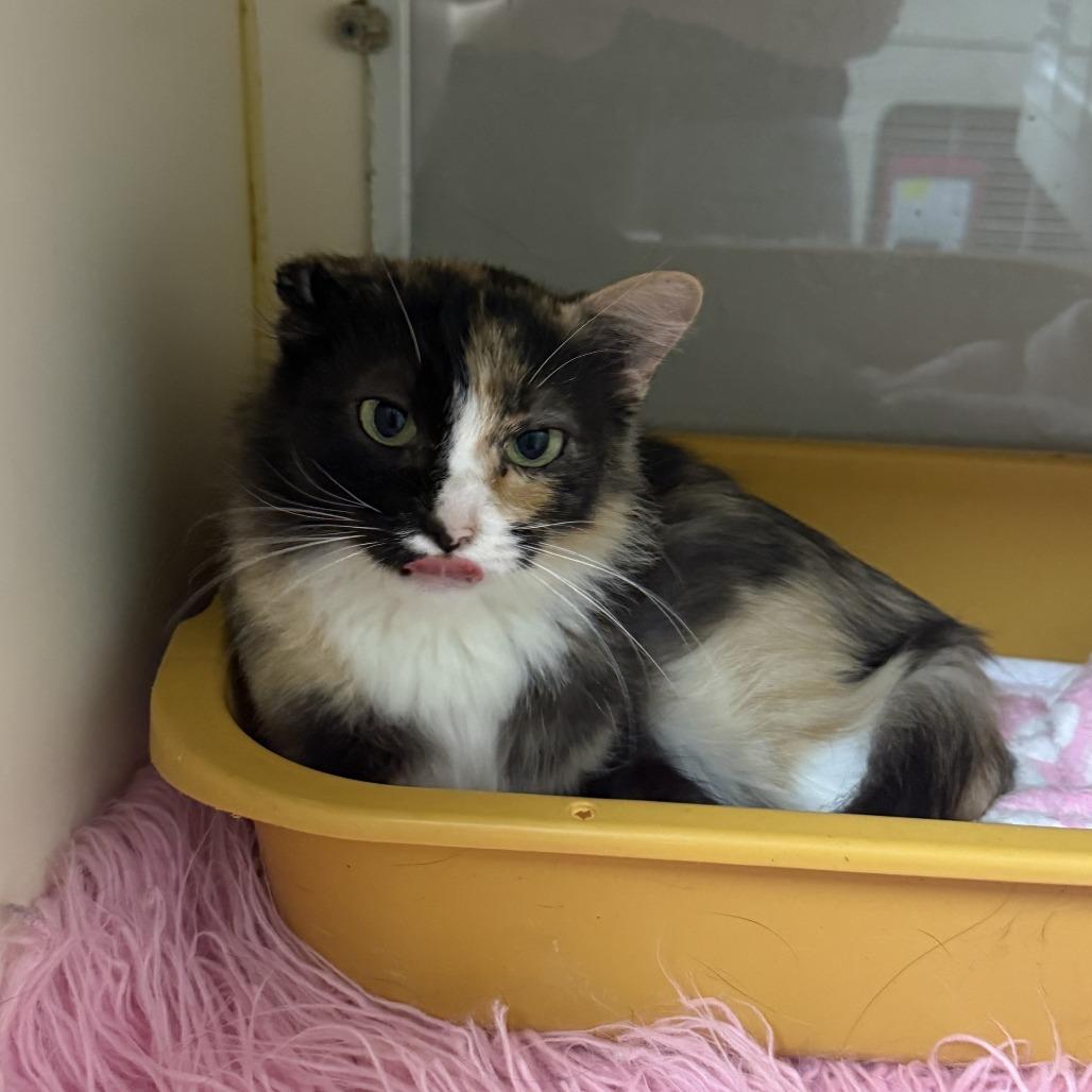 Lady Gaga, a Adoptable Domestic Long Hair in Ponca City, OK image 6/6