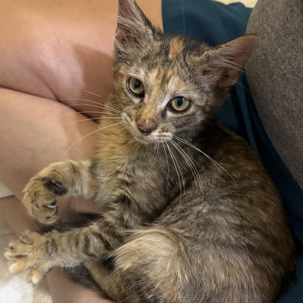 Enlarge Ophelia, a Adoptable Domestic Medium Hair in Folsom, LA image 1/1