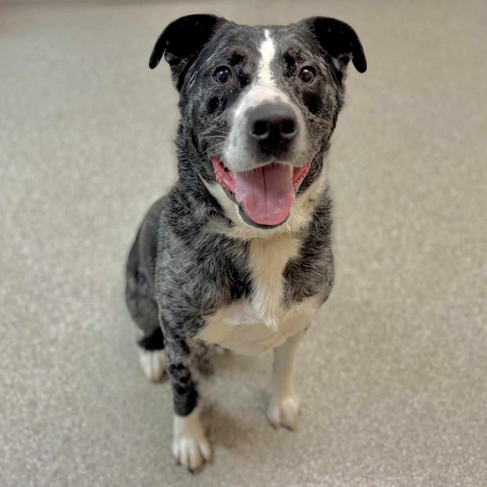 Bentley, Adoptable, Adult Male Shepherd & Australian Shepherd.