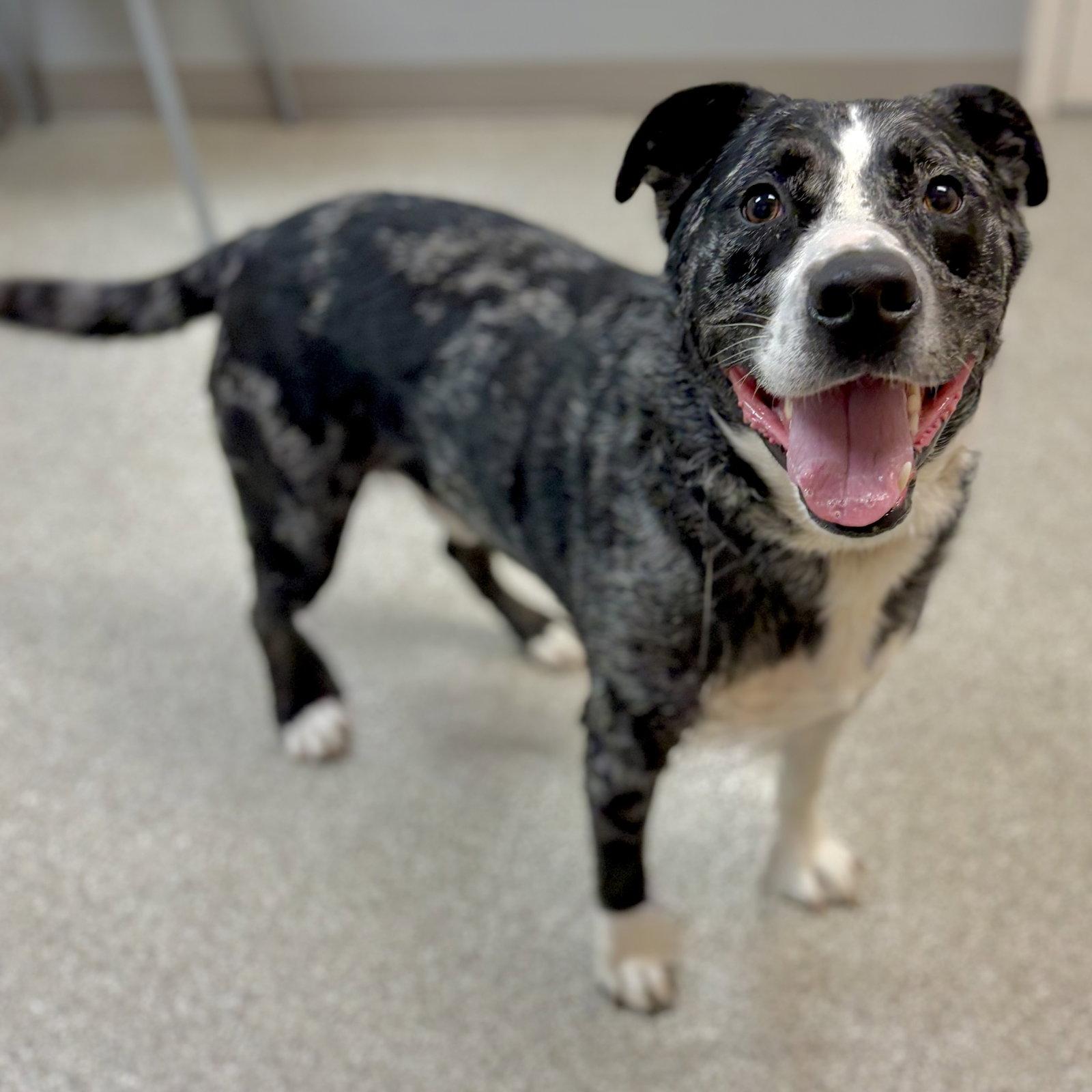 Enlarge Bentley, a Adoptable mixed breed in Whitehall, PA image 2/2