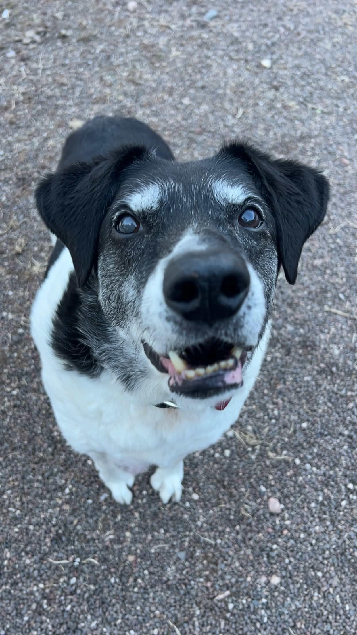 Enlarge Onren, a ADOPTABLE Mixed Breed in Houghton, MI image 2/2