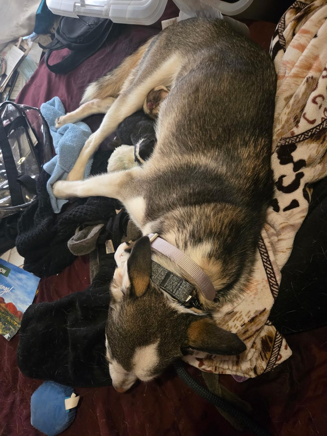 Enlarge Linnie, a ADOPTABLE Husky in Marina del Rey, CA image 2/2