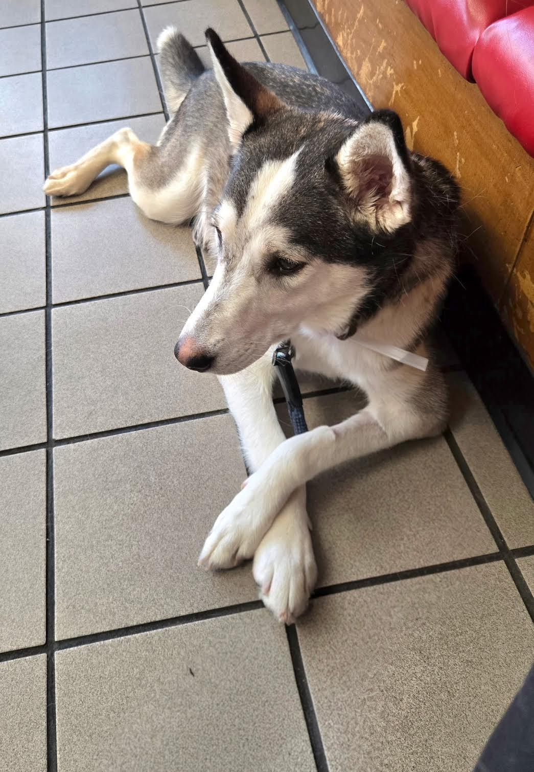 Linnie, ADOPTABLE, Young Female Husky.