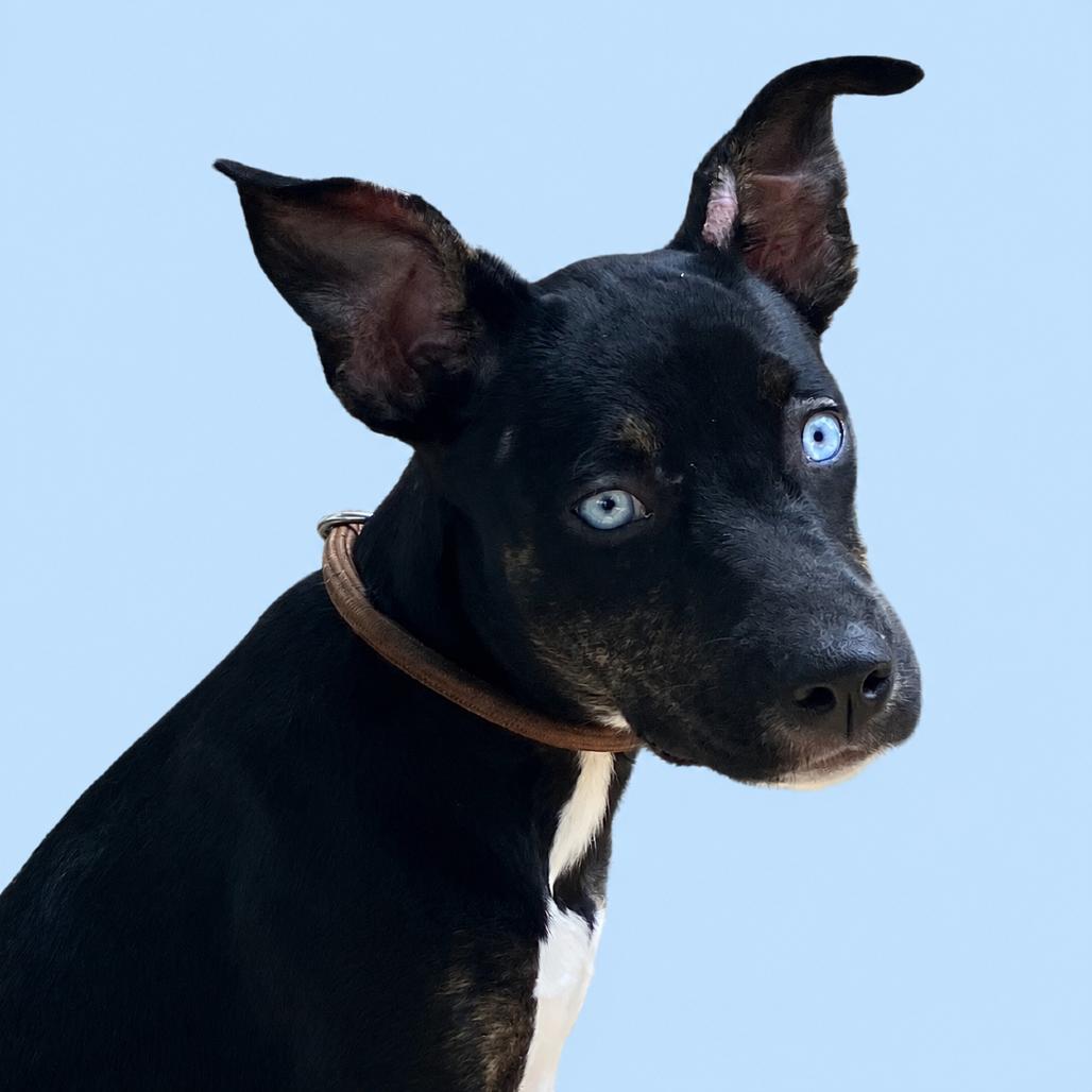 Lady Sparklebutt of the Republic, Adoptable, Puppy Female Mixed Breed.