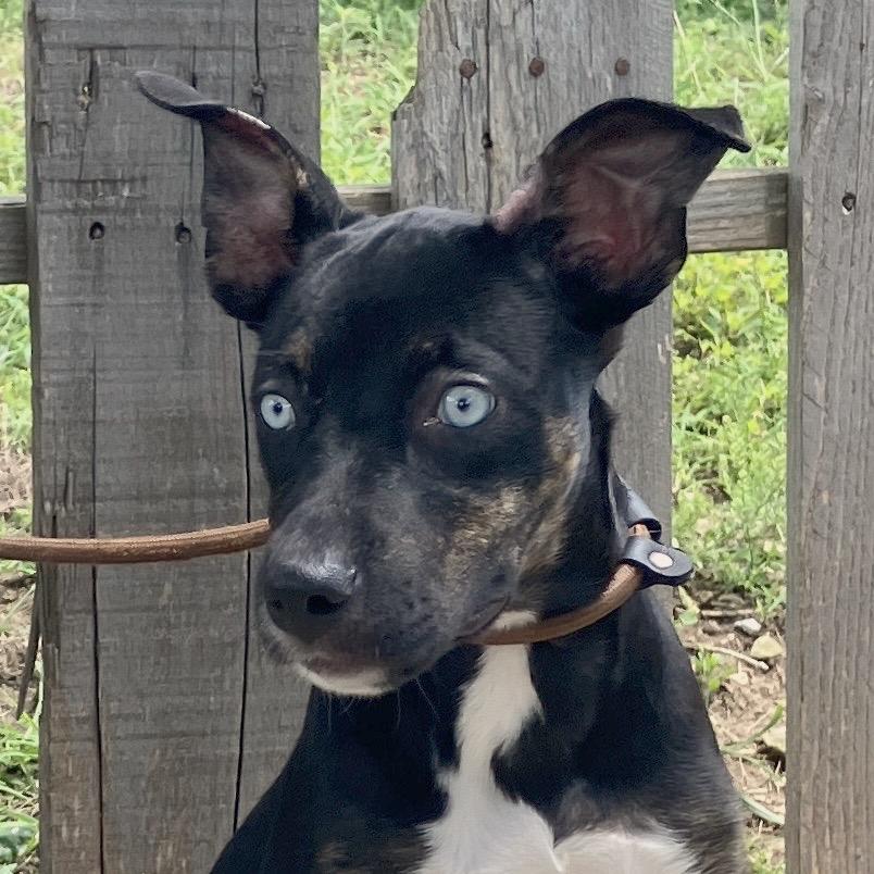 Lady Sparklebutt of the Republic, Adoptable, Puppy Female Mixed Breed.