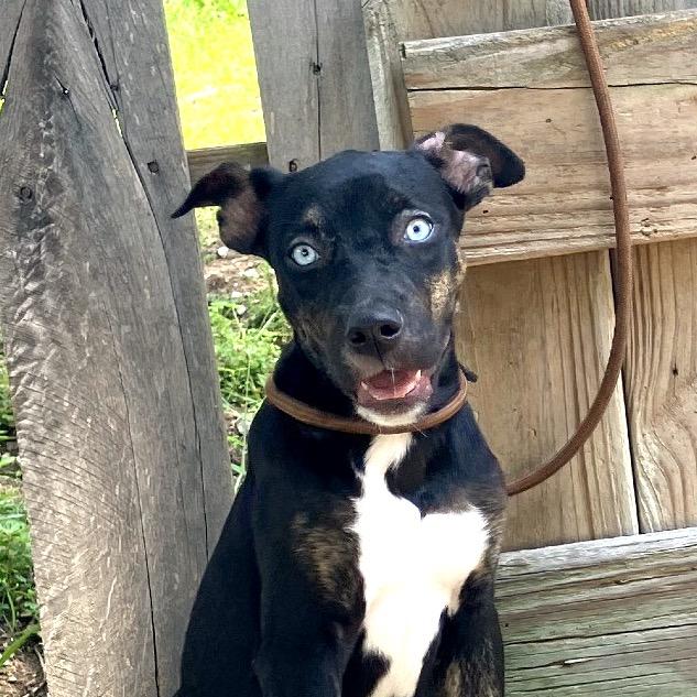 Enlarge Lady Sparklebutt of the Republic, a Adoptable Mixed Breed in Pulaski, TN image 2/6