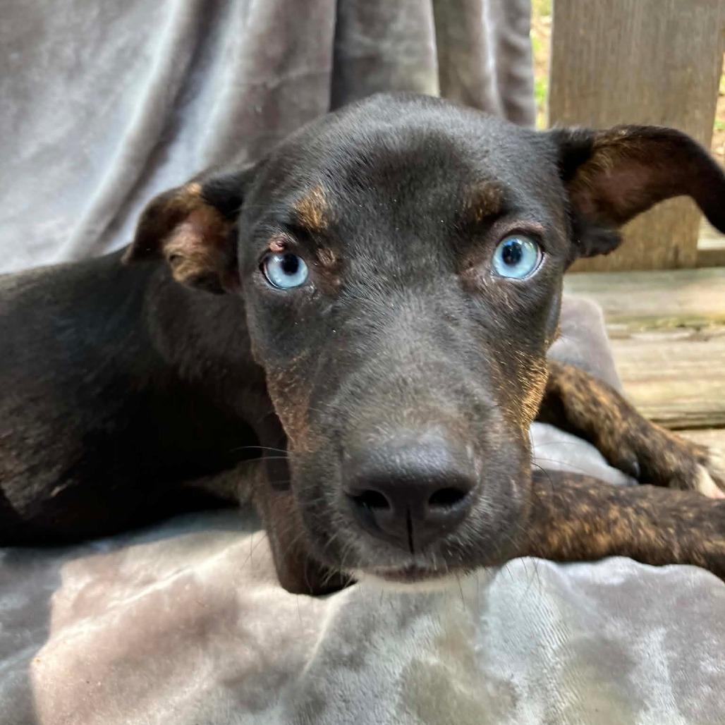 Puppy A5, Adoptable, Puppy Female Mixed Breed.