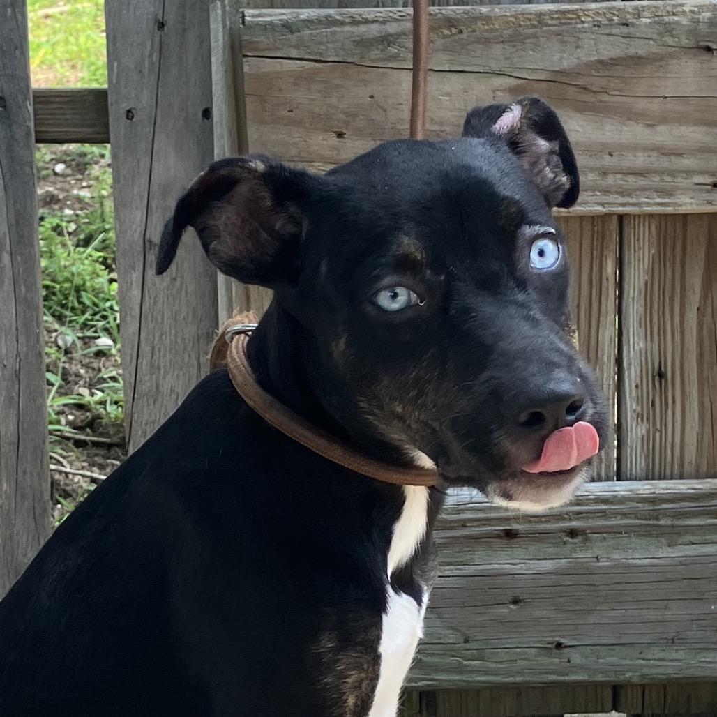 Lady Sparklebutt of the Republic, a Adoptable Mixed Breed in Pulaski, TN image 1/6