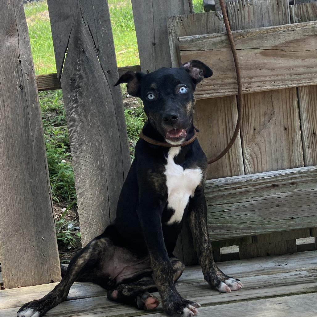 Lady Sparklebutt of the Republic, a Adoptable Mixed Breed in Pulaski, TN image 2/6