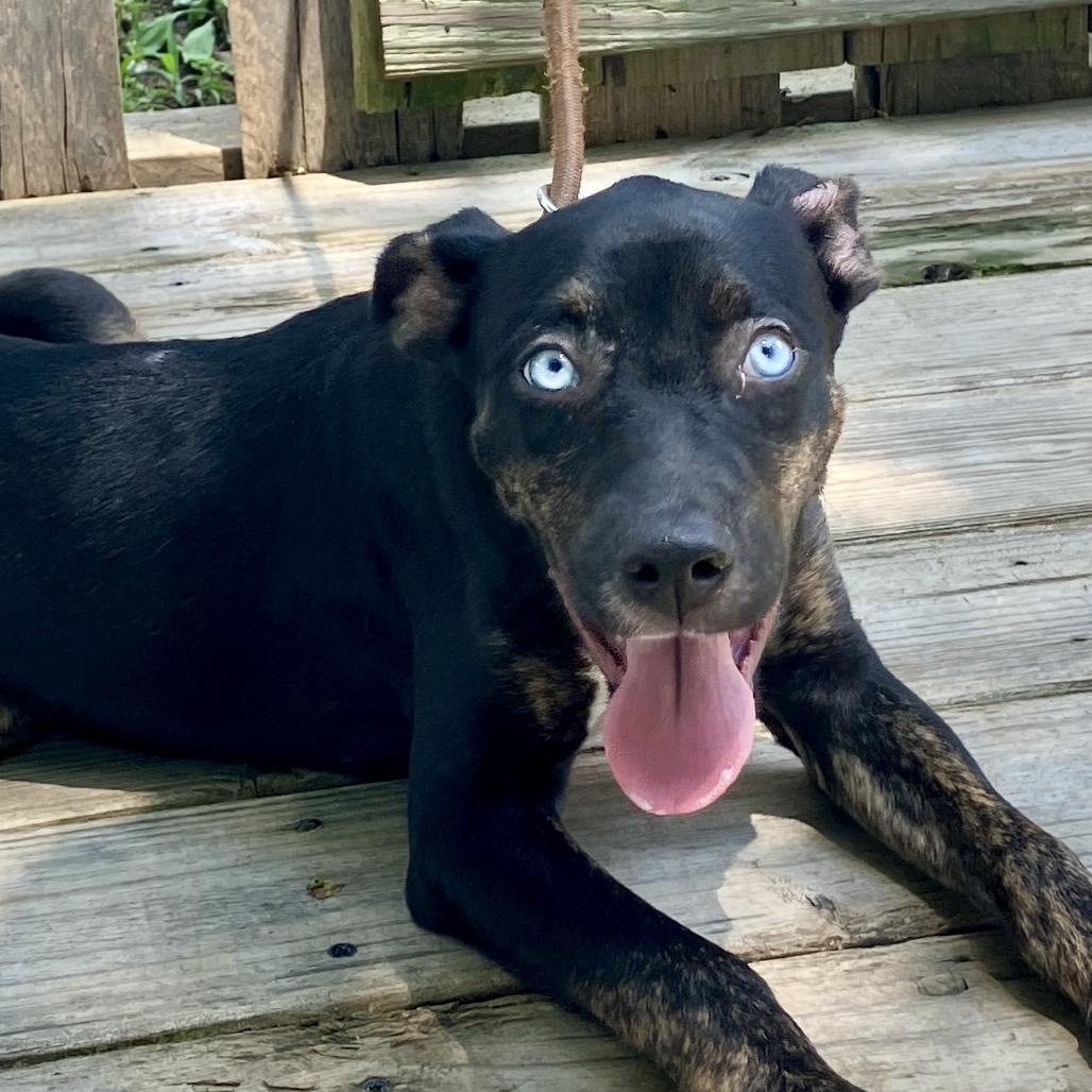 Lady Sparklebutt of the Republic, a Adoptable Mixed Breed in Pulaski, TN image 3/6
