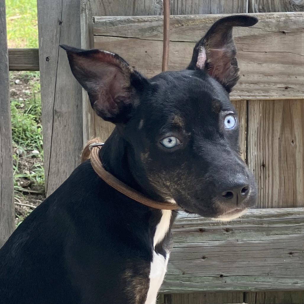 Enlarge Lady Sparklebutt of the Republic, a Adoptable Mixed Breed in Pulaski, TN image 4/6
