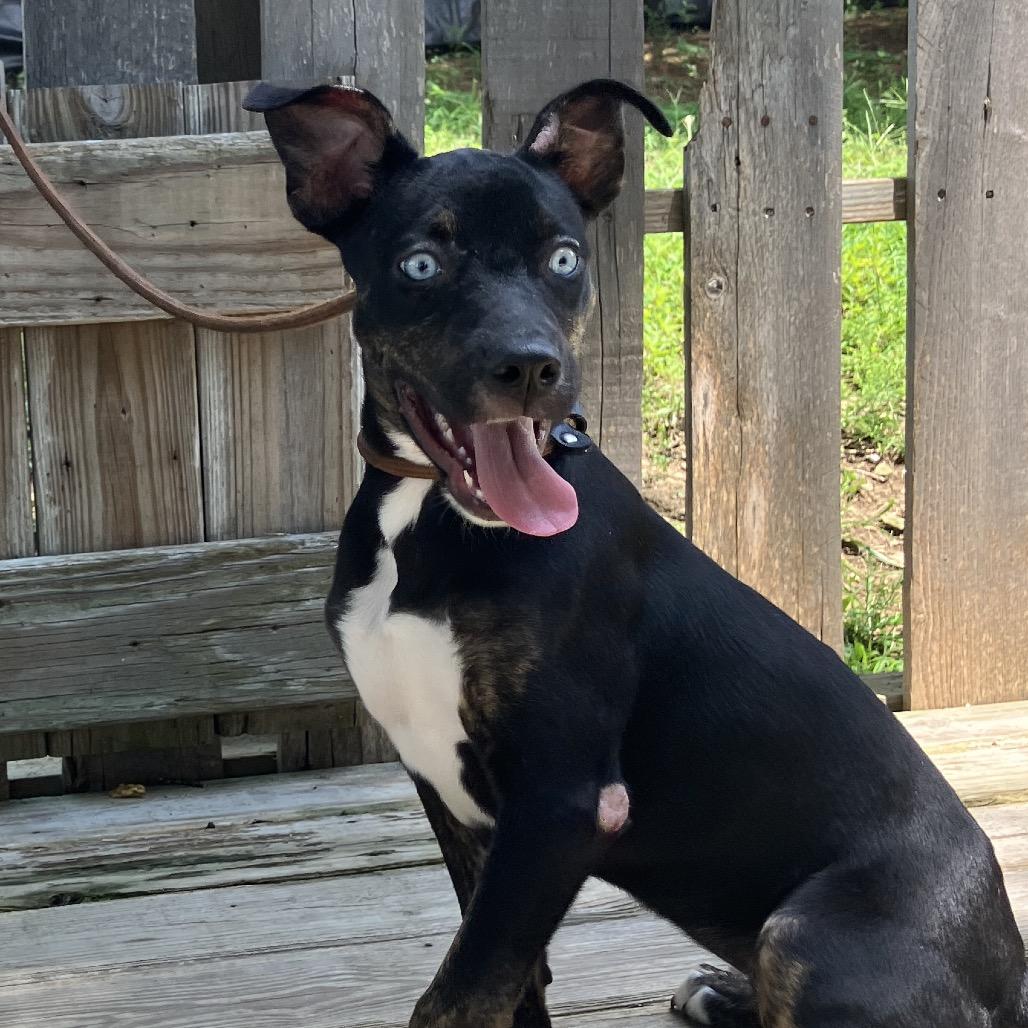 Lady Sparklebutt of the Republic, a Adoptable Mixed Breed in Pulaski, TN image 4/6