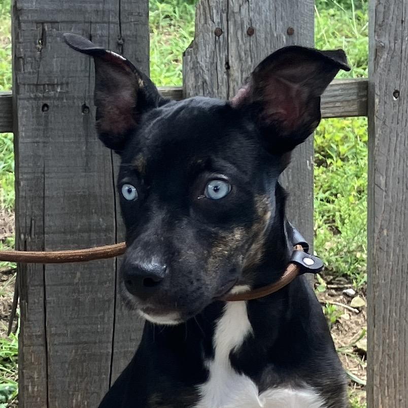 Lady Sparklebutt of the Republic, a Adoptable Mixed Breed in Pulaski, TN image 5/6