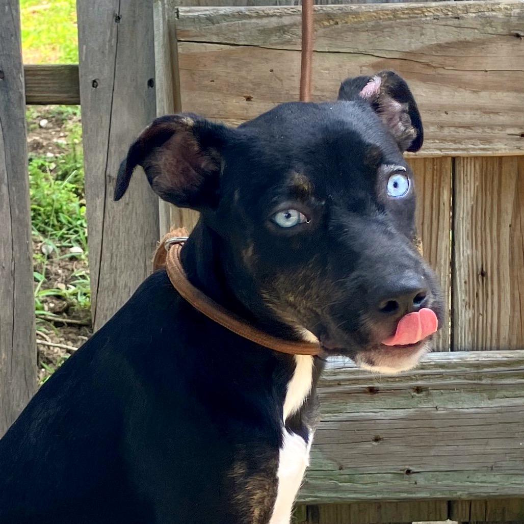 Enlarge Lady Sparklebutt of the Republic, a Adoptable Mixed Breed in Pulaski, TN image 5/6