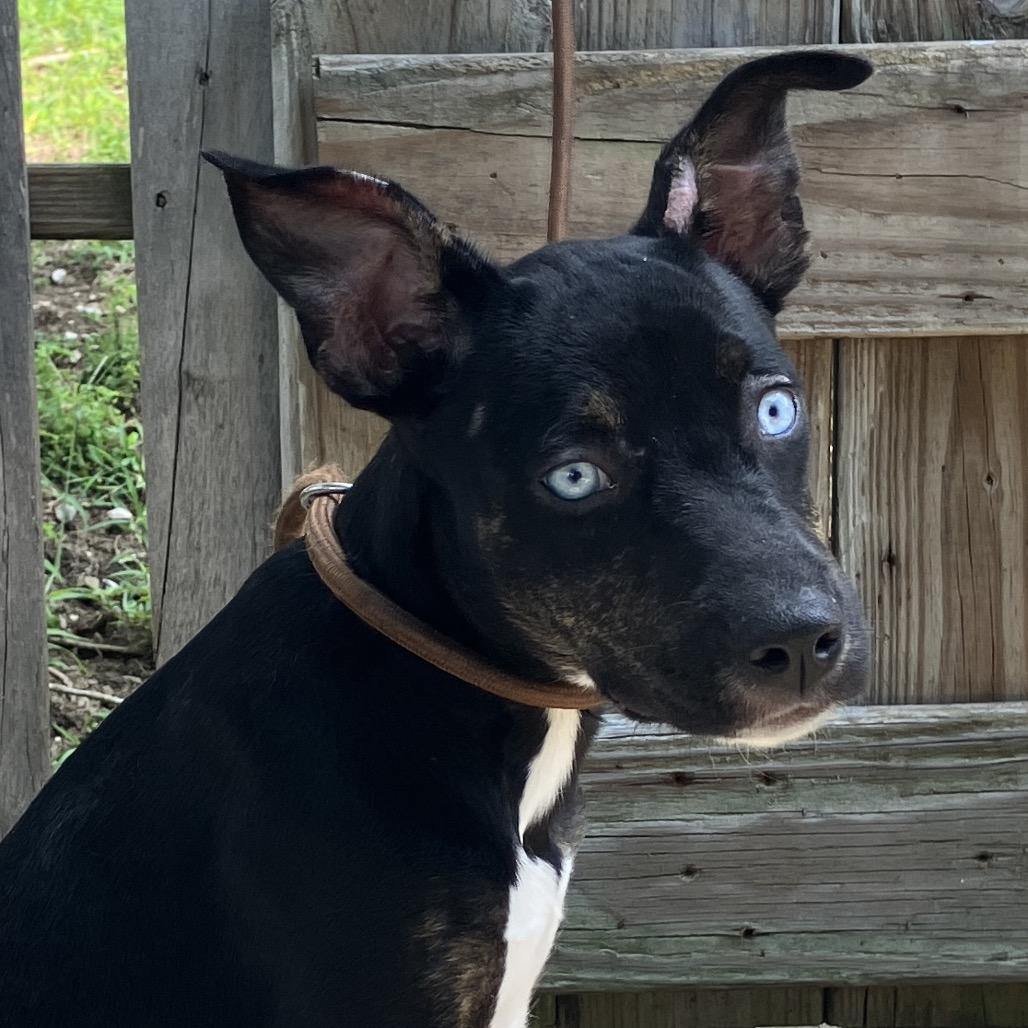 Lady Sparklebutt of the Republic, a Adoptable Mixed Breed in Pulaski, TN image 6/6