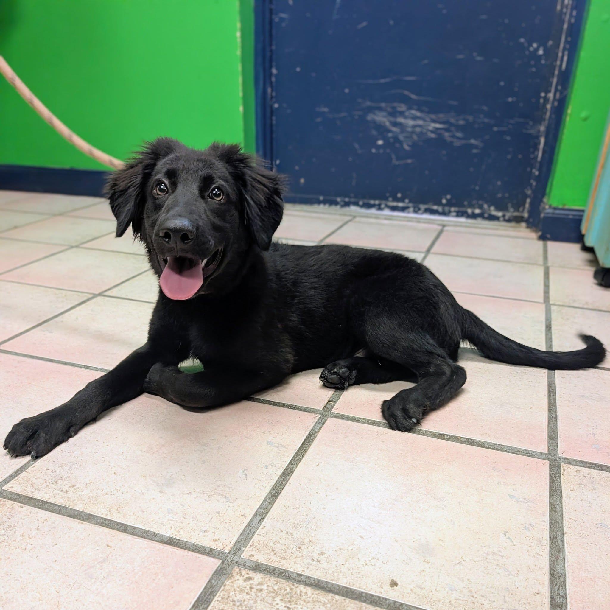 Law, adopted, Young Male German Shepherd Dog.
