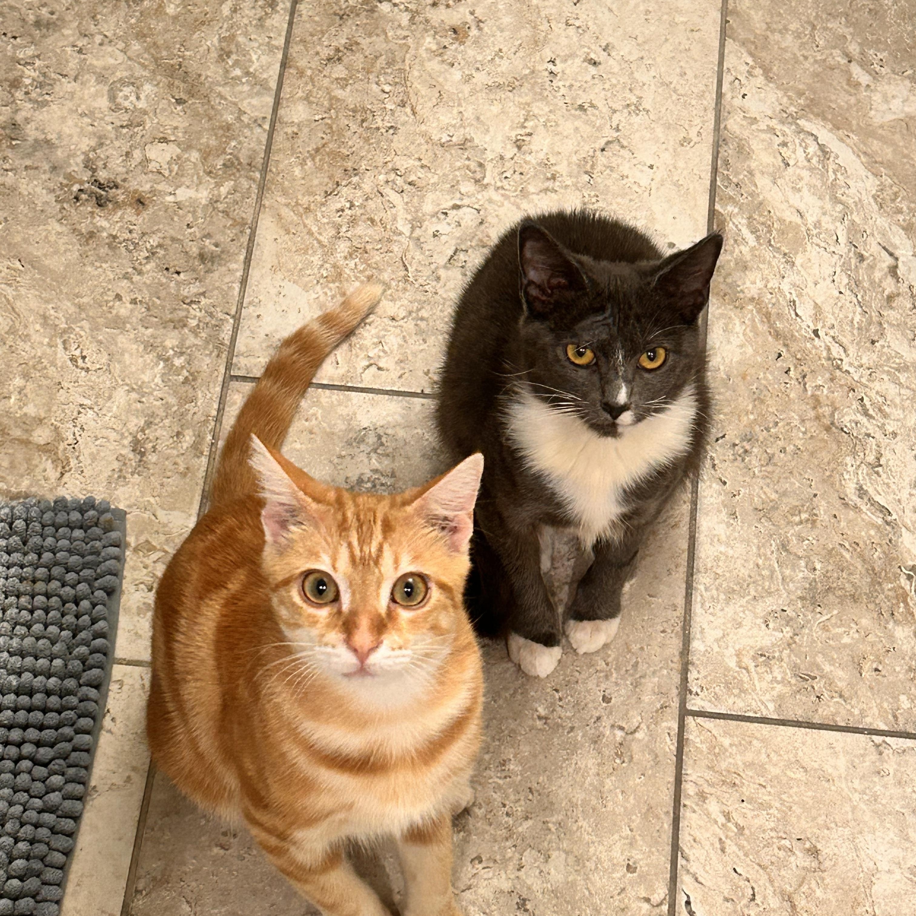 Enlarge Toaster oven (friends with little babe) , a Adoptable Domestic Short Hair in Tampa, FL image 5/5